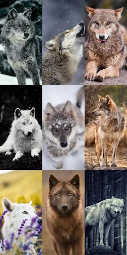 Unduh Wolf Wallpaper HD Terbaru – Gambar Serigala Keren Gratis - Screenshot 24