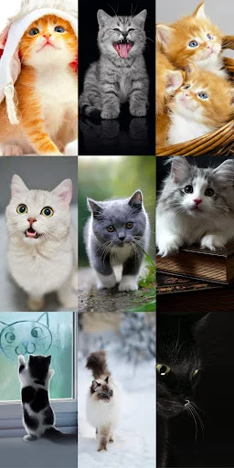 Download Cute Cat Wallpapers Terbaru – Wallpaper Kucing Lucu Gratis - Screenshot 7